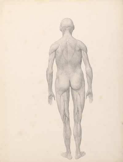 Esposizione Anatomica Comparativa della Struttura del Corpo Umano con quella di una Tigre e un Co... da George Stubbs